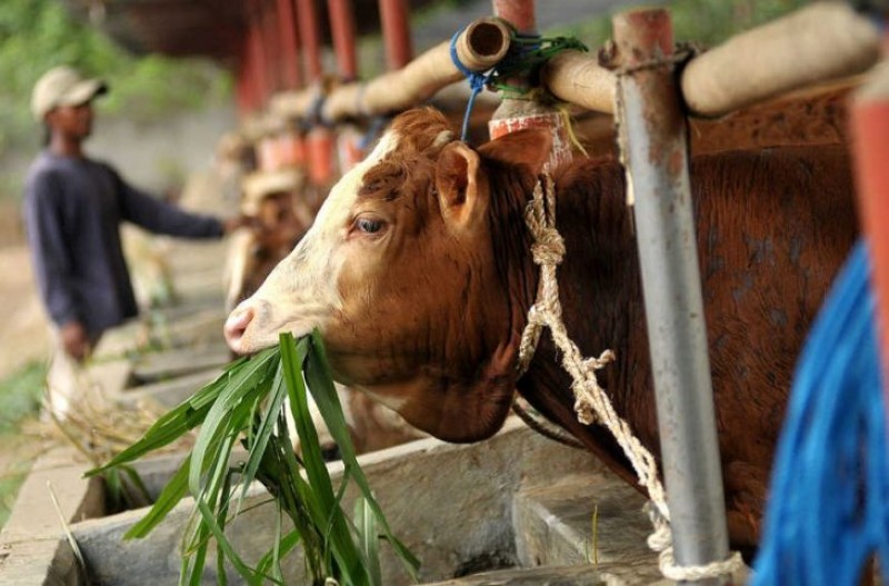 Berqurban