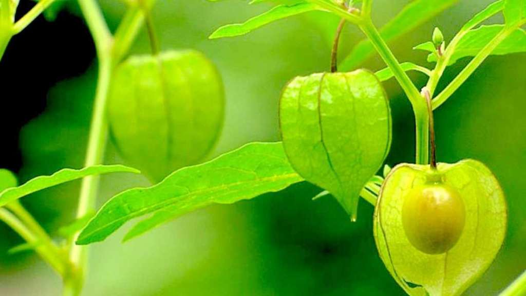 Ciplukan: Si Kecil yang Kaya Manfaat, Eksplorasi Herbal Alami untuk Berbagai Penyakit