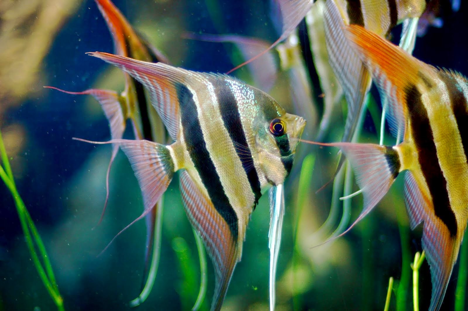10 Jenis Ikan Hias Aquarium Yang Mudah Dipelihara