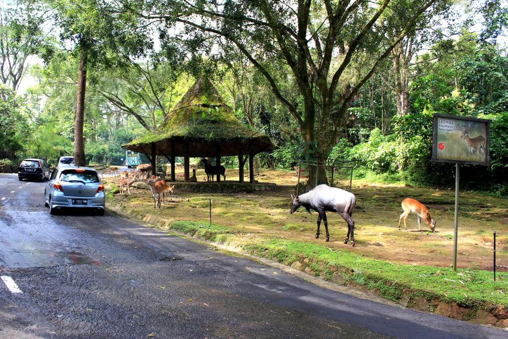 Tempat Wisata di Bogor 2020 yang Mudah Dijangkau