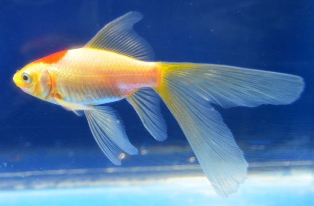 14 Jenis Ikan Hias Terindah yang Mudah Dipelihara di Aquarium