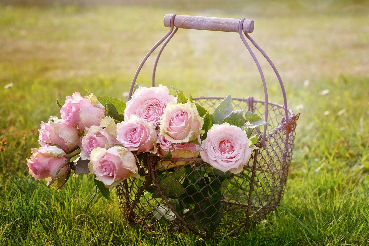10 Contoh Gambar Bunga  Mawar  yang Cantik dan Artinya 